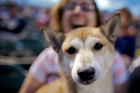 Bark in the Park